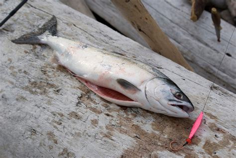 Shoreline Fishing For Pink Salmon On Whidbey Island Admiralty Inlet