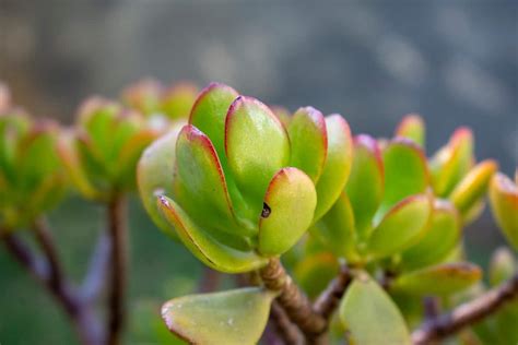 C Mo Propagar Una Planta De Jade Los Mejores Consejos Para Plantar