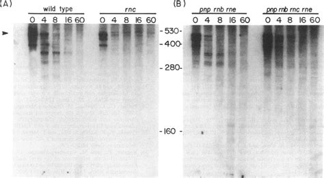 Northern Analysis Of TrxA4 MRNAs In MG1693 Wild Type SK7622