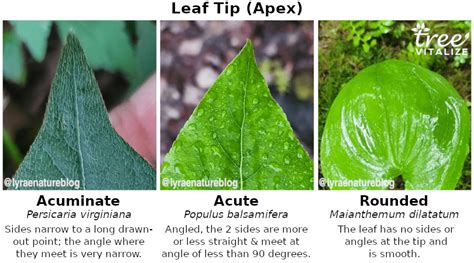 20 Different Types Of Crabapple Trees And Identifying Features