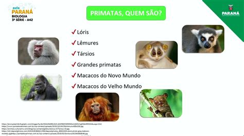 Termo Usado Para Designar Uma Espécie De Primata - Evoluo Dos Primatas At A Espcie Humana Portal Dos Modelos De Primatas