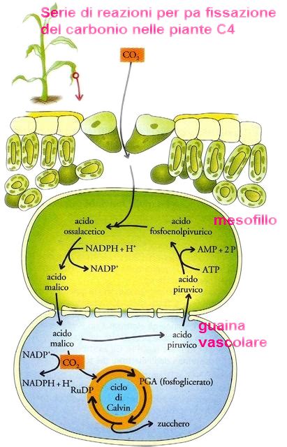 NON SOLO DNA Il Metabolismo Delle Piante C3 C4 CAM