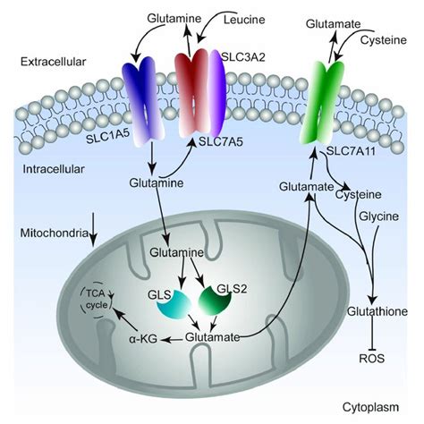 The Main Pathways Of Glutamine Uptake And Catabolism The Main Pathways Download Scientific