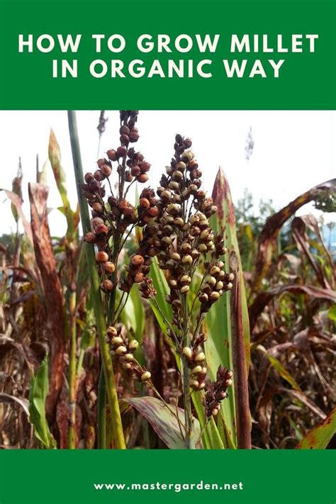 How To Grow Millet In Nepali Style Growing Millet Organic