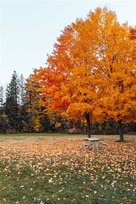 A Tree with Orange Leaves · Free Stock Photo