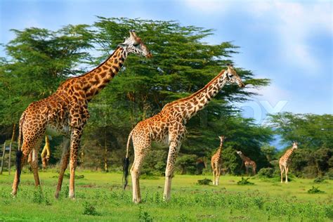 Familie Von Wilden Giraffen Auf Dem See Naivasha Stock Bild Colourbox