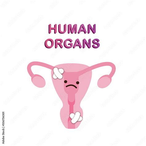 Human Organs Vagina Anatomy Stock Illustration Adobe Stock