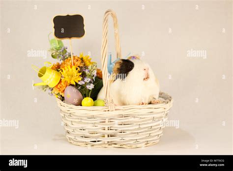 Guinea Pig Happy Easter Stock Photo Alamy