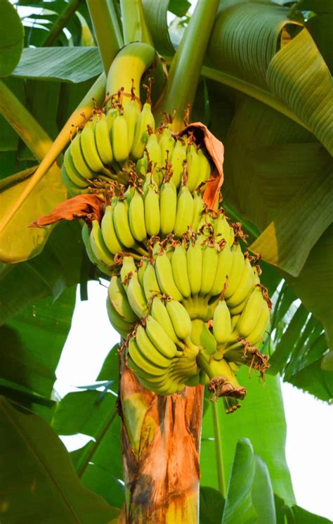 Banana Tree Flowering Stages Follow The Journey Of Growth