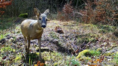 Secacam Wildkamera Rehe Im Wald Youtube