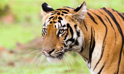 Where To Find Indias 7 Most Incredible Animals Wanderlust