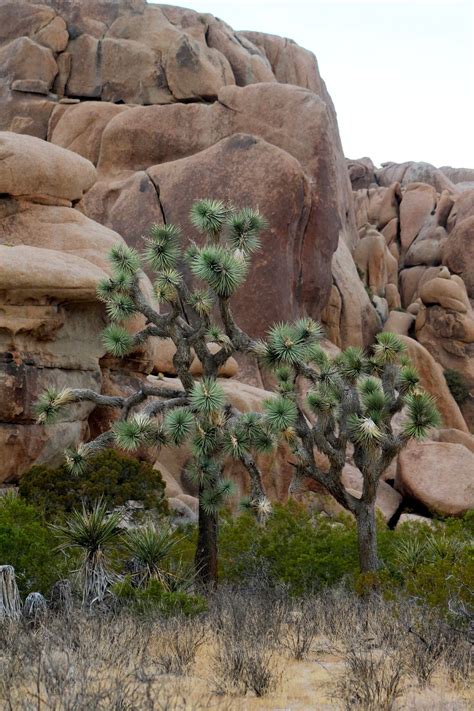 Ty and Ida On the Road: The Southern California Desert