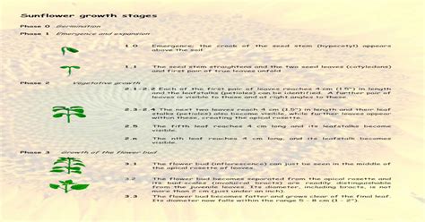 Sunflower growth stages - AHDB Strategy · Sunflower growth stages Phase ...