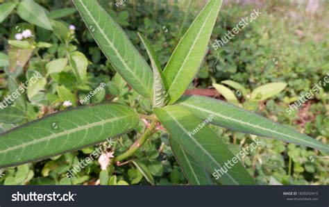 Rumput Liar Yang Bergetah Tumbuh Dengan Stock Photo 1835042419