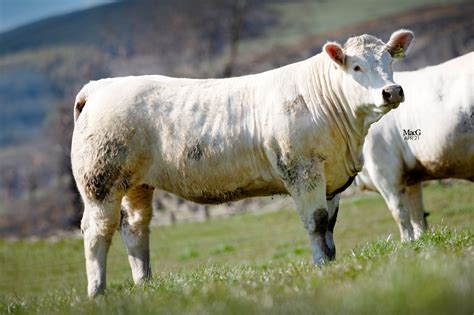 Harestone Charolais Heifers For Sale Macgregor Photography