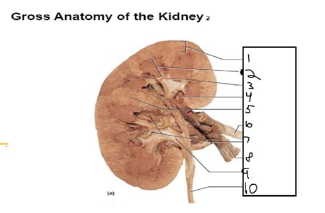 The Urinary System Chapter Bio Diagram Quizlet