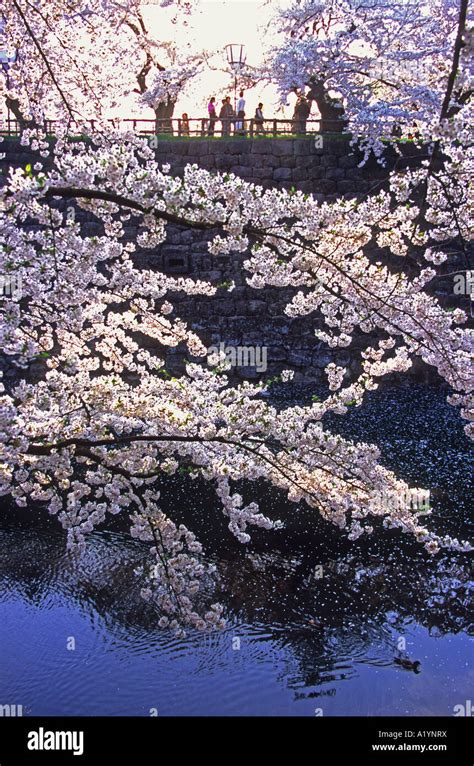 The cherry blossoms at Hirosaki Castle in Aomori Japan Asia Stock Photo ...