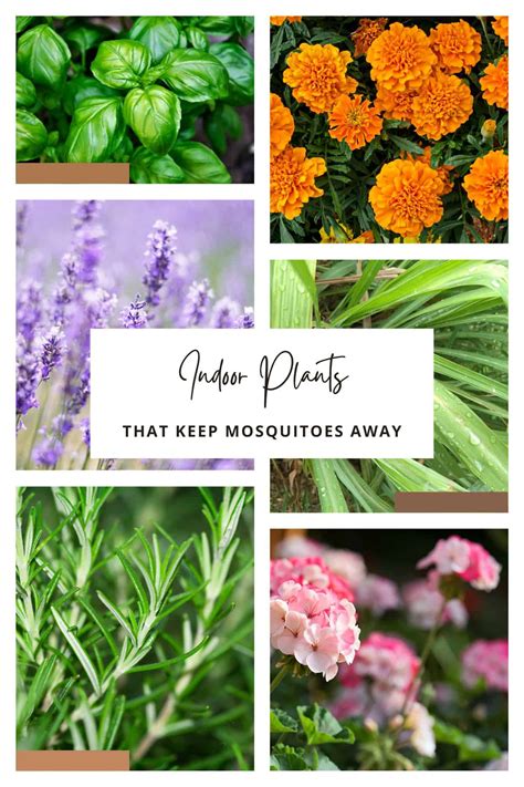 17 Indoor Plants That Repel Mosquitoes Natural Ways To Keep Mosquitoes Away The Potted Gardener