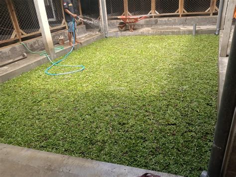 Rumput Gajah Mini Per Meter Harga Murah Di Cilacap Tribun Jualbeli