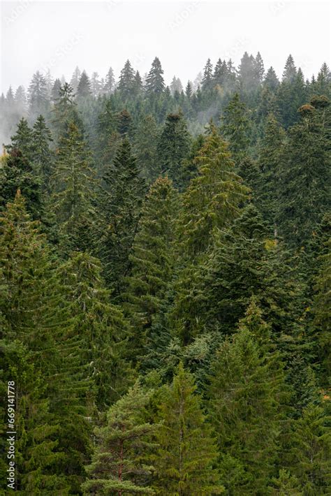 Forêt de sapins et d épicéas dans les brumes matinales des montagnes