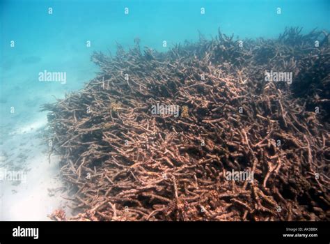 Dead coral reef hi-res stock photography and images - Alamy