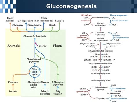 Ppt Chapter Glycolysis Gluconeogenesis And The Pentose Phosphate