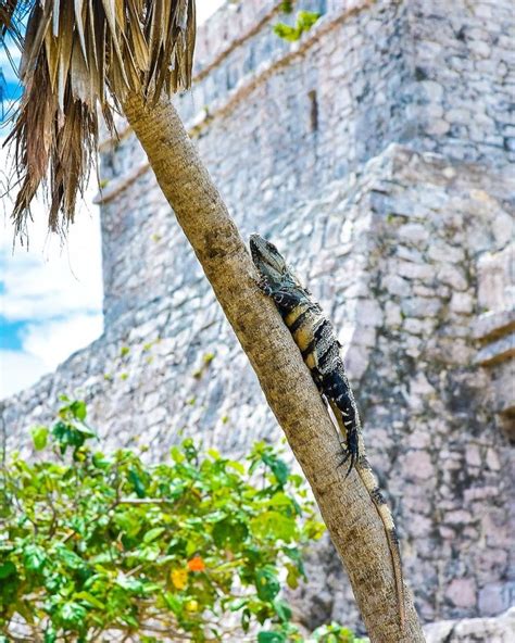 David Perea On Instagram La Iguana Juanita Chilling En La Riviera