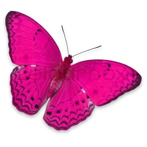 Beautiful Pink Butterfly Isolated On Stock Image Colourbox