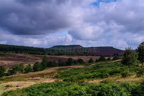 Beautiful Hills And Heathers Stock Photo Image Of Landscape Plant