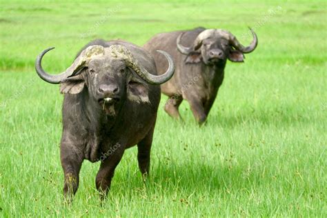 Two African Buffaloes In A Field Of Grass — Stock Photo © Tigerbarb