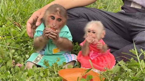 Monkey SinSin ZiZi Happily Relax On Dad S Farm YouTube