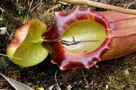 Carnivorous Plants: Legends of Man-Eating Flora | Historic Mysteries