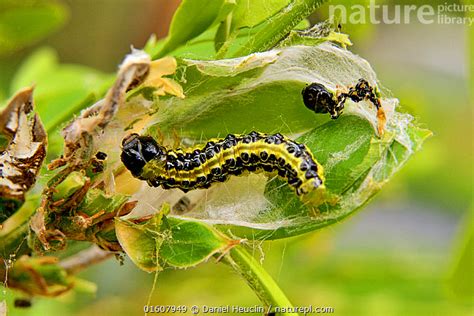 Stock Photo Of Box Tree Moth Cydalima Perspectalis Caterpillar And