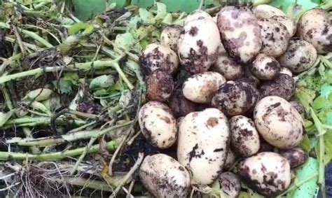 How to Fight Potato Scab Disease - Gardening Channel