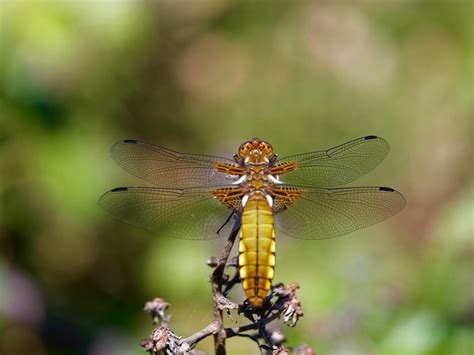 Libellule Déprimée Libellula Depressa Femelle Pierre Pruvot Flickr