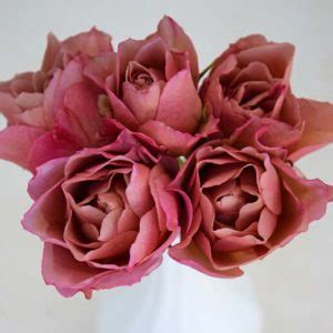 Wabara Sola Garden Spray Roses Florabundance Wholesale Flowers