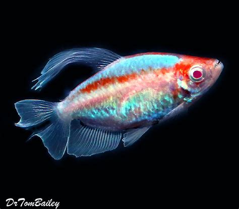 Premium Rare Albino Congo Tetra