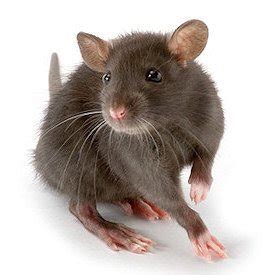 Rat Sounds and Noises — Rapid Rodent Removal