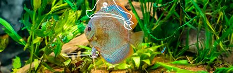Guía Sobre El Cuidado Del Pez Disco Blog Petco Mx