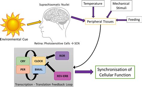 Summary Schematic Of The Circadian Rhythm Light Enters The Brain