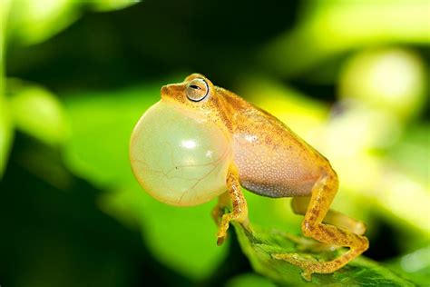 NEW STUDY REVEALS 11 SPECIES OF FROGS IN COFFEE ESTATES ACROSS CENTRAL