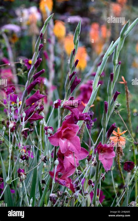 Gladiolus Grandiflora Plum Tartgladioliviolet Flowersflower