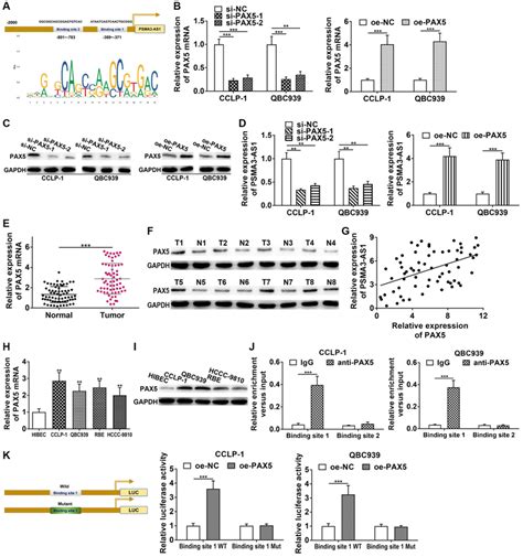 PAX5 Transcriptionally Activates And Enhances PSMA3 AS1 Expression A