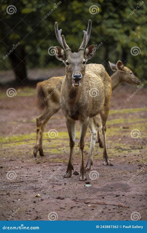 Deer Activity In Captivity Stock Photo Image Of Kalimantan