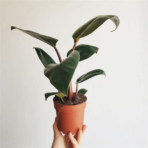 Filodendron 'Rojo Congo' (Philodendron Congo Red) - Las w słoiku ...