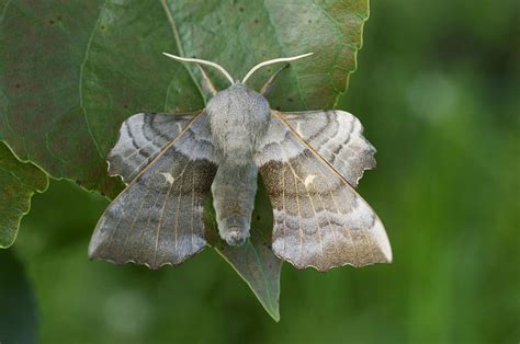 Poplar Hawk Moth Photograph By Nigel Cattlin Fine Art America