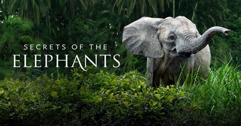 Secrets Of The Elephants Full Episodes Watch Online