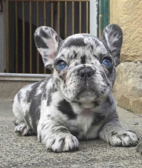 Épinglé Par Tout Pins Sur Alles Chiots Bouledogues Animaux Adorables