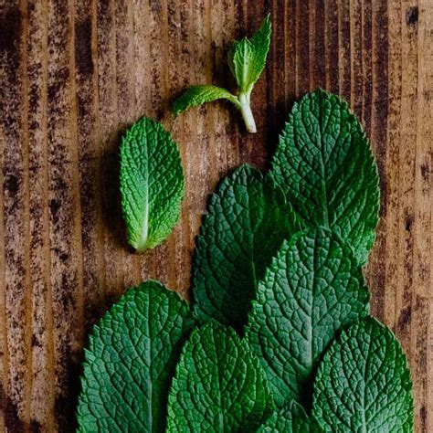 La Menthe Plante Aux Nombreux Bienfaits