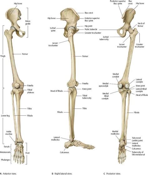 Lower Limb Bones Muscles Joints Nerves How To Relief 525